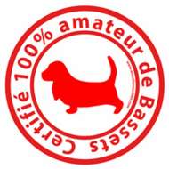 Elevage de bassets 100% amateur