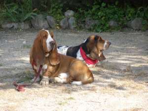 Allumette et Billy  l'ombre