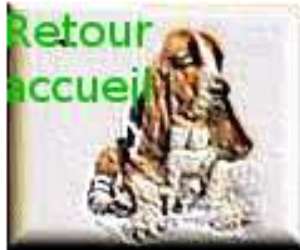 Pour revenir  l'accueil du site