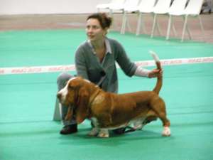 Pour vous aider  comprendre le droulement des concours et expositions canines