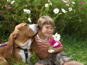 Les ractions du basset avec l'enfant