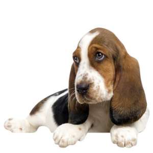 Voici quelques conseils, notamment pour l'arrive de votre chiot