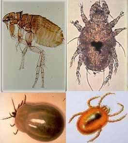 Pour tout savoir sur les parasites du chien