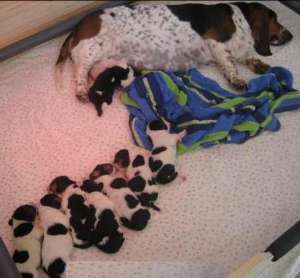 Par saillie ou insmination, deux formules pour la reproduction du basset hound