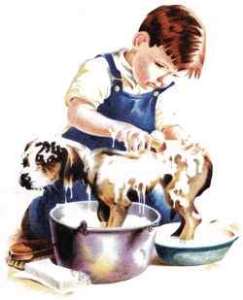 Comment entretenir le pelage de votre chien