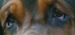 Les yeux sont sensibles chez le basset hound