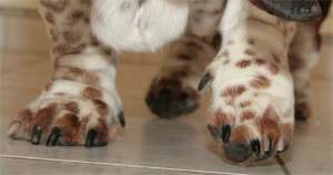 Les coussinnets des pattes et les ongles sont  entretenir