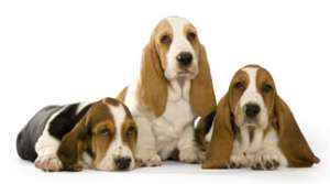 Cliquez pour ouvrir la fiche d'accueil de chiots