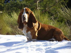Domaine de Saint Veran ssion de l'levage duu basset hound