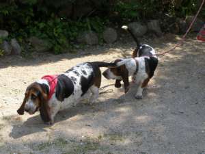 Allumette et son copain