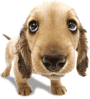 baccet hound