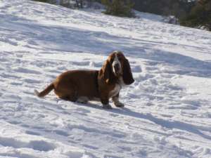 Le basset hound aime la neige