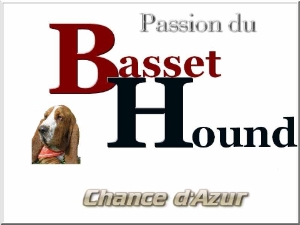 Logo de l elevage de basset hound de la Chance d Azur