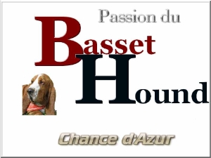 Logo de l elevage de basset hound de la Chance d Azur