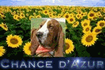 Nos basset hound vous souhaite la bienvenue