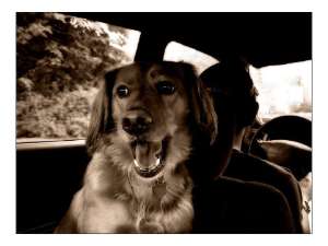 Petit livre, le chien en voiture, danger