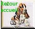 Cliquez pour revenir sur la page d accueil du site du basset-hound