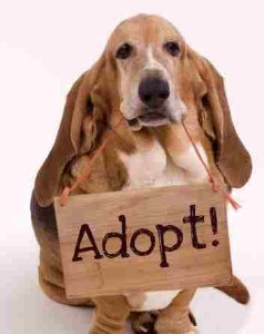 Adoption de basset hound