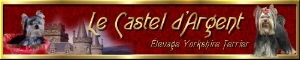 Elevage de yorkshires Castel d Argent